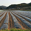 งานเกษตรในเกาหลี